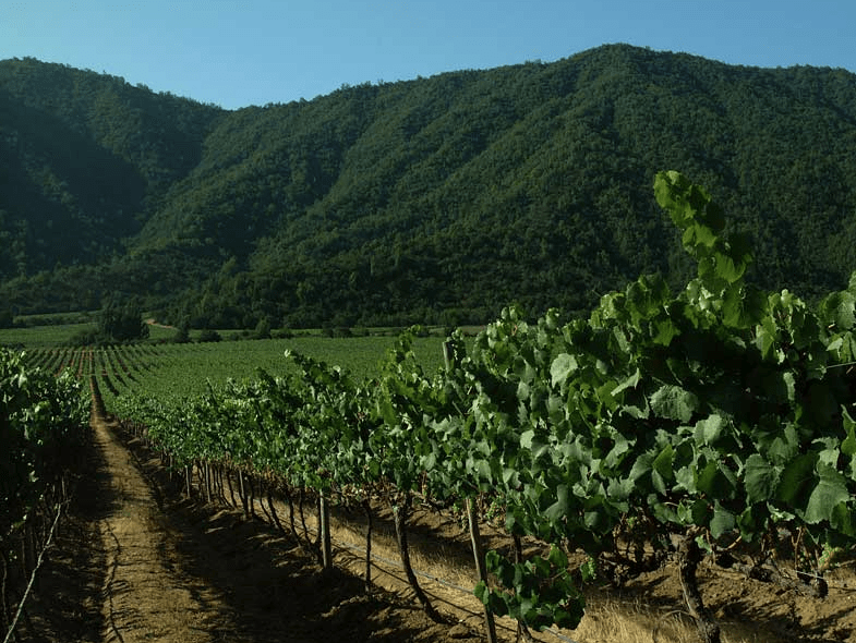 Imagem para Mundo de Chico - Vinicula Emiliana Vale CasaBlanca - Chile 11