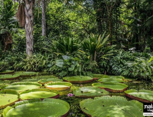 Amazonas por Francisco Medina