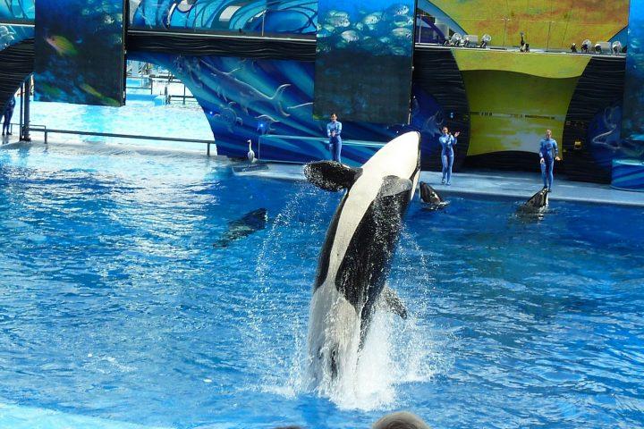Encontro com as Orcas no SeaWorld Parks by Naiade PB