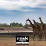 Kruger-Africa-do-Sul