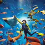 scuba diving no Dubai-Aquarium Lost Chambers - Dubai OF