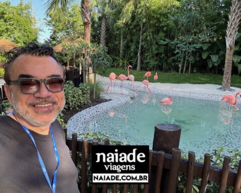 Encontro com os Flamingos Discovery Cove