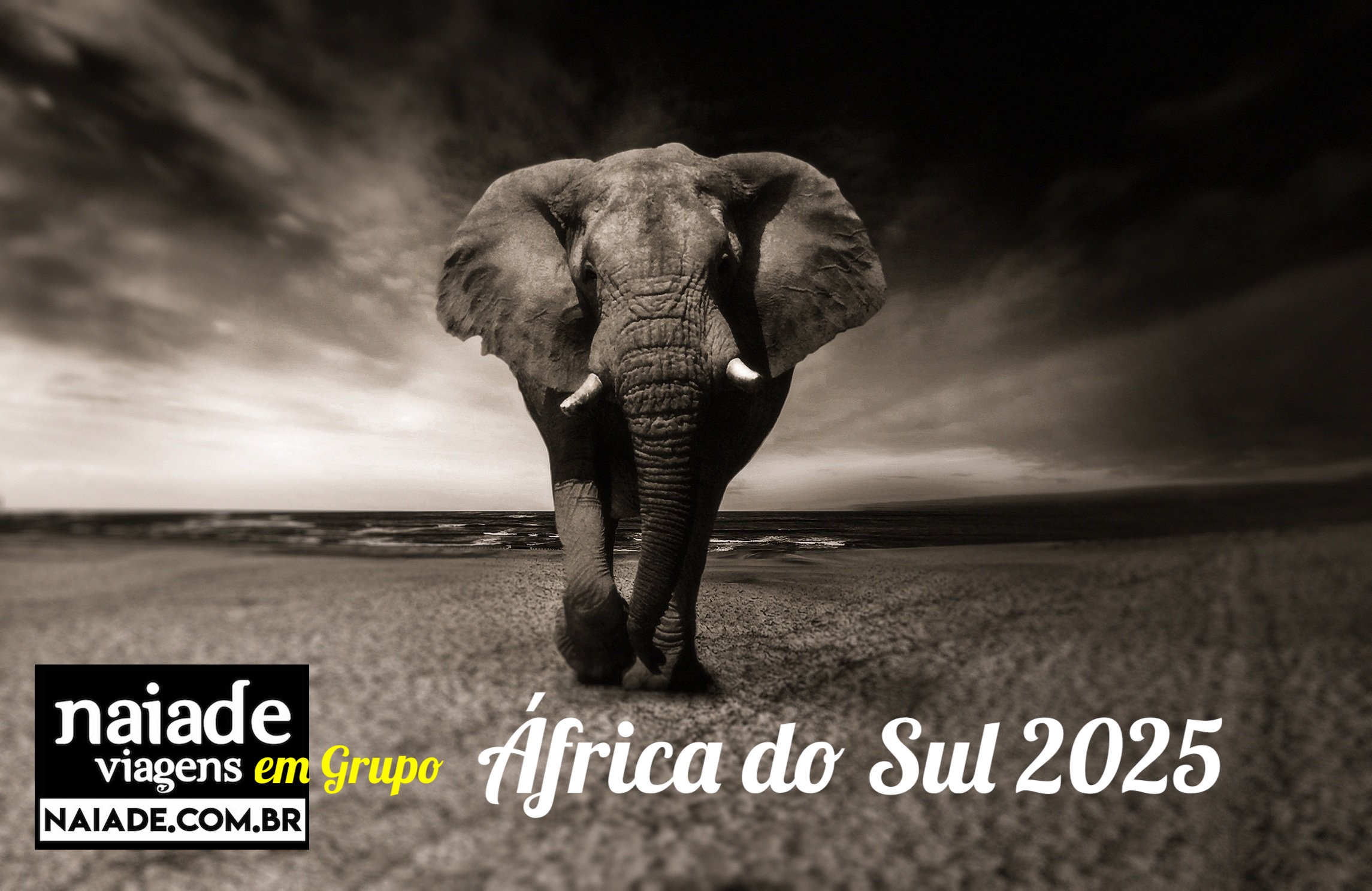 Elefante Africa do Sul