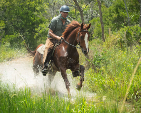 Safari na África em Cavalos