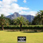 Chico da Naiade - Montanhas Helderberg - Franschhoek Africa do Sul 2024