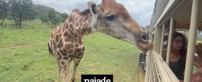 Chico e Grupo Naiade no Lion Safari Park Africa do Sul em 2025