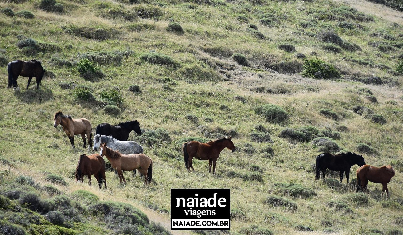 Estancias na Patagonia por Naiade PB