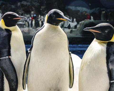 Pinguim Imperadores do SeaWorld Orlando by Naiade OF